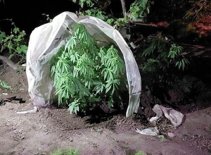 Информация общественной полиции Армавира подтвердилась: найдено 69 кустов конопли