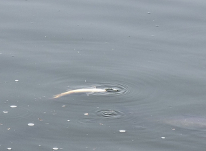 Ահազանգ է ստացվել, որ Երևանի Վարդավառի լիճը փառակալած է, կան անկած ձկներ