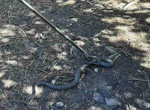 Օձերին անվտանգ տարածք են տեղափոխել