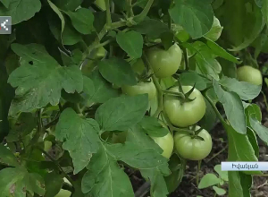 Հաջողությունը՝ սեփական փորձով․ Արցախ