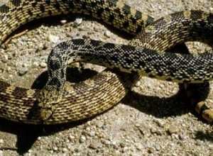 Օձերի հայտնաբերման մասին 2 օրում տարբեր բնակավայրերից 38 ահազանգ է հնչել