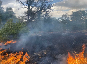 Հրդեհ Երևանի Բուսաբանական այգում