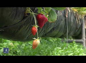 Հնարամիտ գյուղատնտեսը՝ Սիփանիկից