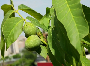 Ես նման հրաշք չեմ տեսել