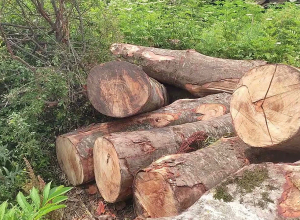 Ապօրինի հատել էին հաճարենիներ․ Իջևանի ոստիկանների բացահայտումը