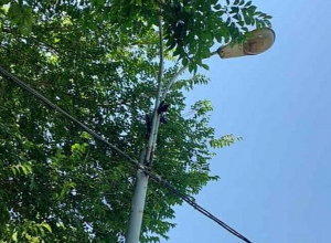 Փրկարարներն արգելափակումից դուրս են բերել թռչունին