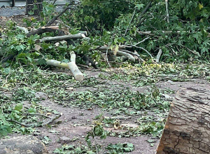 Մերգելյանի այգում քամուց ծառ է տապալվել