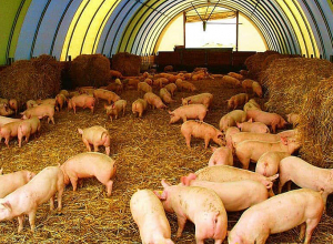 Արցախի որոշ տարածքներում արձանագրվել են «խոզերի աֆրիկական ժանտախտ» հիվանդության օջախներ