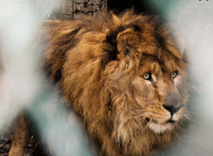 Մարտակերտի նախկին կենդանաբանական այգու տարածքից տեղափոխված առյուծը վերադառնում է Հարավային Աֆրիկա (լուսանկարներ)