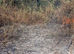 Սյունիքի Վարդանիձոր գյուղի մոտ 3հա անտառածածկ տարածք է այրվել