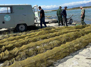 Սևանից դուրս է բերվել 72 ապօրինի խեցգետնաորսիչ, 36 կենդանի խեցգետին վերադարձվել է լիճ