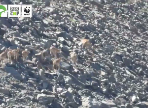 Հայկական մուֆլոնները՝ Զանգեզուրի լեռներում