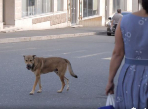 Արցախում մարդիկ հաճախ քաղցած ու հիվանդ շների հարձակման թիրախ են դառնում․ ԱՀ ՆԳՆ