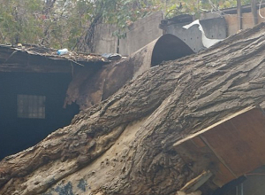 Ծառը արմատից պոկվել և ընկել է  շենքի վրա