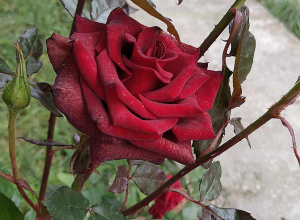 Օդի ջերմաստիճանն աստիճանաբար կնվազի 5-8 աստիճանով