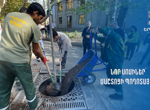 Նոր սոսիներ՝ Մաշտոցի պողոտայում