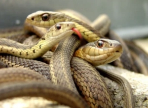 Հանրապետության տարբեր տարածքներում  օձեր են նկատվել