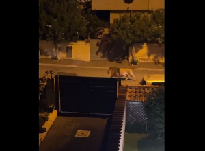 Իտալիայում առյուծը փախել է կրկեսից ու թափառել քաղաքի փողոցներով․ տեսանյութ