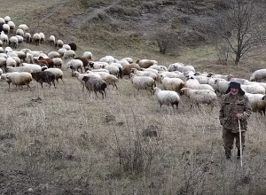«Այ քու տունը շինվի, գելն ով ա, որ վախեմ». չոբան Սեթոն անվախ է