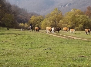 «Հիմիկվա ջահելությունը ուզում են լավ ապրեն, լավ տուն ըլի, ավտոն տակին ըլի, թե որդիան, երկնքից կիջնի՞»