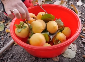 Չրեր՝ սեփական այգուց