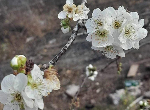 Սիսիանում ծառը ծաղկել է. Գագիկ Սուրենյանը լուսանկար է հրապարակել