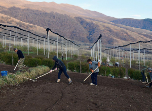 Швейцария инвестирует 10 млн швейцарских франков в 10-летний проект восстановления лесов в Армении