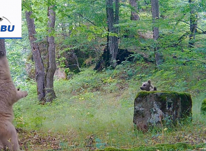 Գորշ արջն իր քոթոթների հետ`  Ենոքավանի հարակից տարածքներում