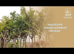 Երևանում շուրջ 2000 ծառ կտնկվի. քաղաքապետարան