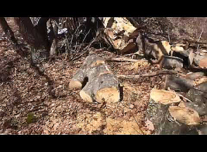 Հերթը հասել է բարակ ծառերին․ ահազանգ․ Բնապահպանի տուն