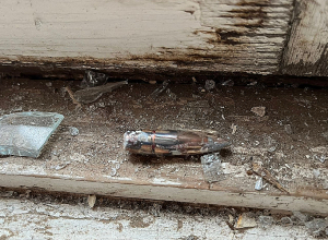 Ադրբեջանական կողմից արձակված անկանոն  կրակի հետևանքով վնասվել է Տեղ գյուղի տներից մեկի պատուհանը․  ՆԳՆ