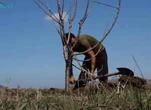 Գյուղում վերջին տարիներին մասսայաբար հատում են դեղձենու այգիները՝ փոխարինելով դրանք ձիթենիներով