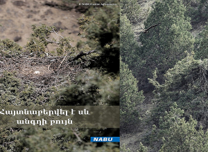 Վայոց ձորի մարզում սև անգղի բույն է հայտնաբերվել