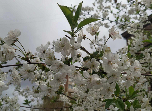 Օդի ջերմաստիճանն ապրիլի 13-ի ցերեկը  կբարձրանա ևս 3-5 աստիճանով