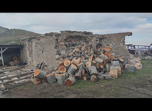 Эпизоды борьбы тавушских милиционеров с незаконной вырубкой деревьев