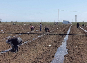 Արցախցի Նվերը Մեծամորում գյուղատնտեսությամբ է զբաղվում, աշխատատեղեր է ստեղծել