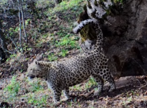 Այսօր ընձառյուծի միջազգային օրն է, Հայաստանում կենդանու թվաքանակը հասնում է մինչև 10 առանձնյակի