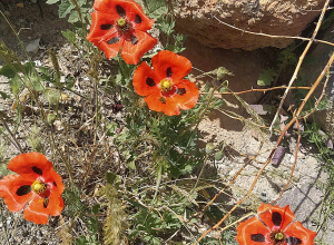 Մարտի 13-ին դիտված առավելագույն ջերմաստիճանները գերազանցել են տվյալ օրվա երբևէ գրացված արժեքները