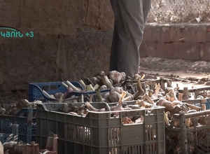 Քարկոփը տիղմի մեջ է