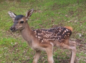 «Դիլիջան» ազգային պարկի «Կովկասյան ազնվացեղ եղջերուների բազմացման կենտրոնը» համալրվել է ձագուկով
