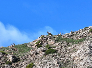 Բեզոարյան այծերի բազմությունն ազատ շրջում է հայկական լեռներում