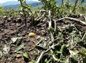 «Սենց բան ես չէի տեսել, էլի կարկտահարություն եղելա, բայց սենց չէ»․ նոր աղետ Լոռիում