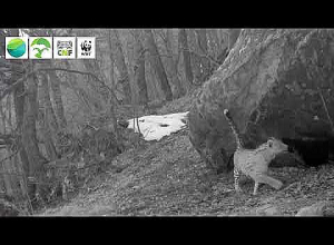 На территории Зангезурского биосферного комплекса вновь зарегистрирован леопард