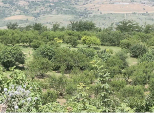 Ծառերը չորանում են, պատճառը դեռ անհայտ է. գյուղացիներ