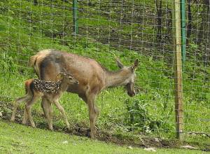 «Դիլիջան» ազգային պարկի բազմացման կենտրոնում վերջին ամիսներին ծնվել է 7 ձագ