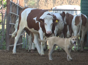Ֆրանսիական կովերը՝ Կապանում