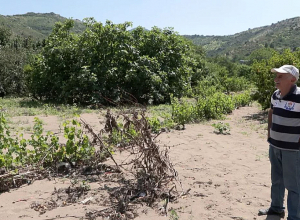 Դեբեդը կրծողներին քշեց տարավ, միակ խերը էտ էր. այգեգործ