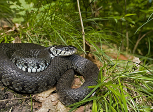 Ի՞նչ անել, եթե խայթել է օձը․ մեկնաբանում է մասնագետը