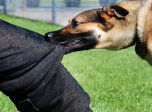 Գավառում թափառող շունը հարձակվել է 6-ամյա աղջկա վրա․ նա մարմնական վնասվածքներով տեղափոխվել է հիվանդանոց