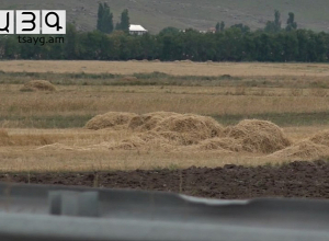 Грызуны завершили не начатый сбор урожая